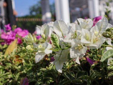 Beyaz bougainvillea glabra çiçeğine yakın dur.