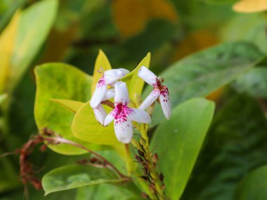 Psöderanthemum carruthersii çiçeğine yakın.