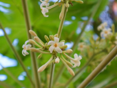 Karica papaya çiçeğine yakın.