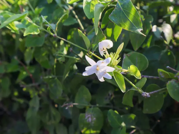 Close Jasminum Elongatum Flower — стоковое фото