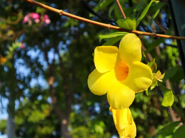 アラマンダ カタルーティカの花を閉じる — ストック写真