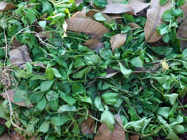 Close Leaf Litter Organic Waste — Stock Photo, Image