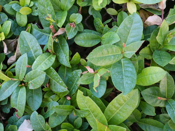 Close Ixora Coccinea Leaves Background — Stock Photo, Image