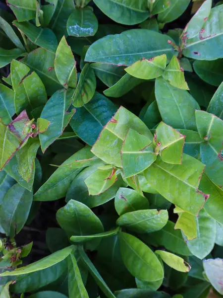Close Ixora Coccinea Leaves Background — Stock Photo, Image