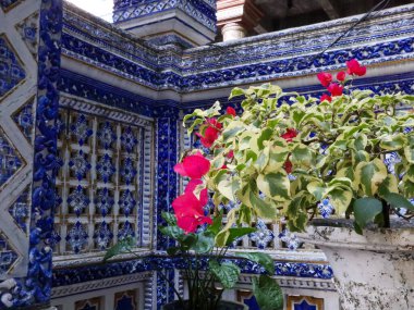 Tiban Camii 'ndeki bougainvillea glabra fabrikası