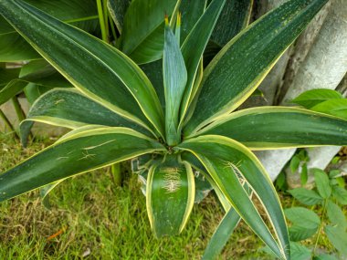 bir agave attenuata bitkisine yakın çekim