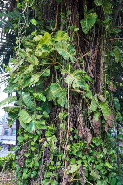 Epipremnum aureum ağacına yakın çekim