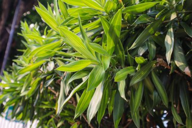 Dracena Reflexa bitkisinin yakın çekimi