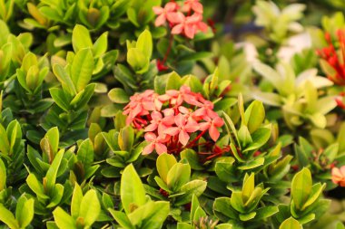 ixora coccinea bitkisine yakın çekim