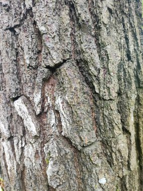 Ağaç kabuğu dokulu arka planı kapat