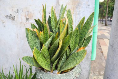 Beyaz tencerede bir sansevieria trifasciata bitkisi