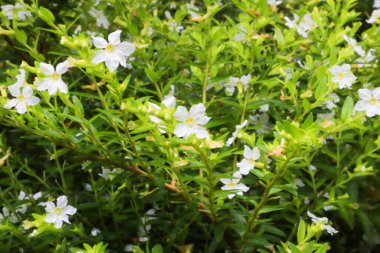 Cuphea hyssopifolia bitkisine yakın.