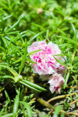 Portulaca grandiflora bitkisine yakın.