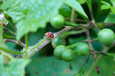Bitki sapında bir böcek