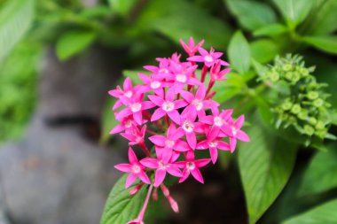 Pentas Lanceolata fabrikasını kapatın.