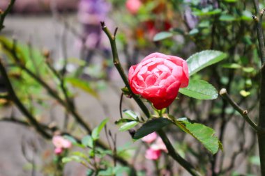 Rosa Chinensis bitkisine yakın çekim