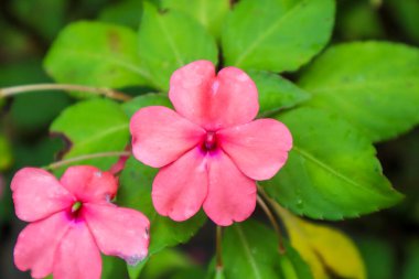 a close up of impatiens walleriana plant clipart