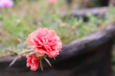 Portulaca grandiflora, Portekiz familyasından sulu bir çiçek bitkisidir.