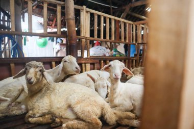 Çiftlikte beyaz kürklü bir koyun