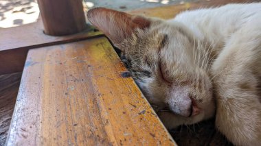 Uyuyan kediyi kapat.