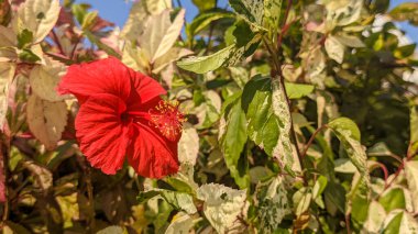 Hibiscus rosa sinensis çiçeğinin yakın çekimi. Aynı zamanda Çin amblemi, Çin gülü, Hawaii amblemi, gül otu ve ayakkabı boyası olarak da bilinir.