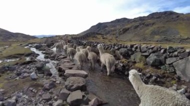 Peru dağlarında yürüyen Lama 'lar