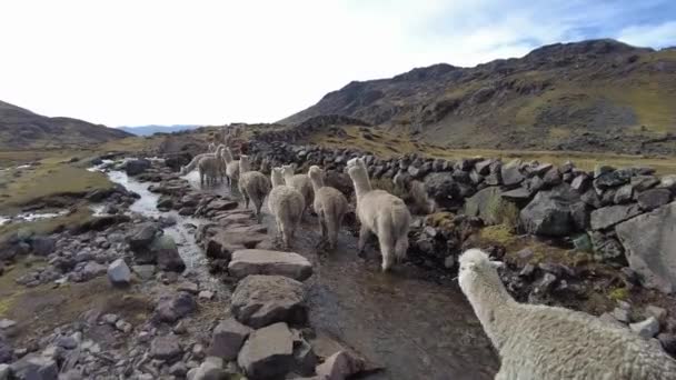 Llamas Caminando Por Las Montañas Perú — Vídeos de Stock