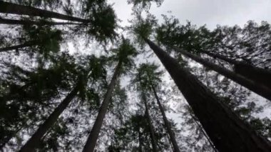 Vancouver yakınlarındaki Capilano Köprü Parkı 'ndaki uzun ağaçlar