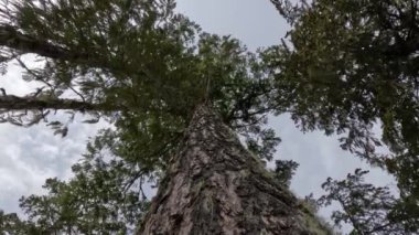 Kanada 'nın dağlardaki ulusal parkındaki uzun ağaçlar