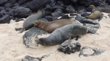 Sahilde birbirine sarılan iki deniz aslanı. Galapagos