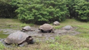 Galapagos kaplumbağaları su kenarında dinleniyor. Santa Cruz
