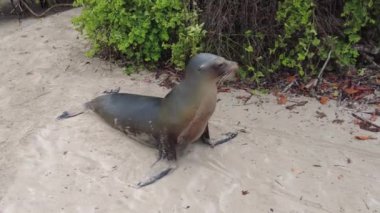 Deniz aslanı pozu. Isabela Adası, Galapagos Adaları