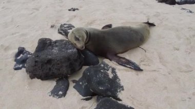 Bir kayanın üzerinde dinlenen deniz aslanı. Galapagos adaları