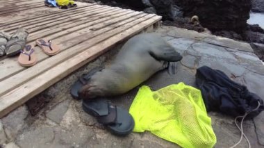 Küçük bir deniz aslanı bir kayanın üzerinde uyuyakaldı. Galapagos