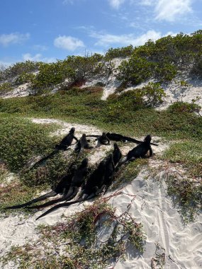 Güneşte güneşlenirken birkaç Galapagos iguanası çimlerin üzerinde dinleniyor. Yüksek kalite fotoğraf