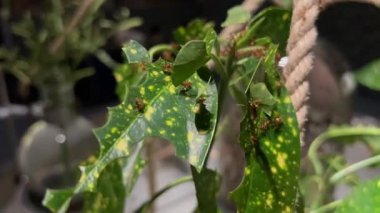 Karıncalar kendilerinden daha büyük yapraklar taşırlar. Makro fotoğrafçılık 