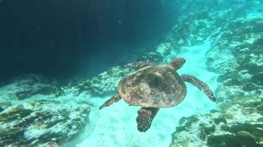 Andaman Denizi 'nde zarif bir şekilde yüzen büyük bir kaplumbağa. Similan Adaları, Ulusal Park 