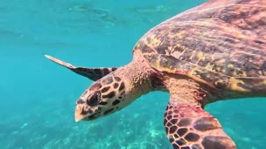 Bir deniz kaplumbağası biraz hava almak için yüzeye çıktı. Maldivler. Görüntüler çok yakından çekildi..