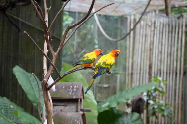 Parktaki dallara oturmuş fotoğrafta poz veren iki güzel Sun Conures papağanı. Yüksek kalite fotoğraf