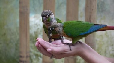 İki güzel yeşil yanaklı papağan güzel bir renkle insan elinden yemek yiyor. Yüksek kalite 4k görüntü