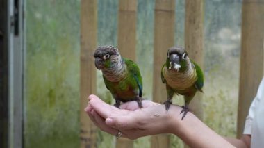 İki güzel yeşil yanaklı Conure papağanı insan elinden yiyor. Yüksek kalite 4k görüntü