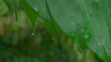 Yağmurdan sonra yemyeşil yapraklardan damlayan su damlaları. Refah, rahatlama ve sürdürülebilirlik temaları için tazelik, ekoloji ve tropikal doğa konsepti