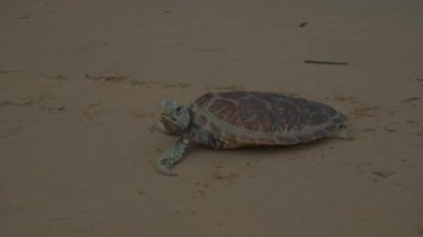 Vahşi deniz kaplumbağası kumlu sahilde uzanıyor ve yavaşça hareket ediyor. Vahşi yaşamı koruma, nesli tükenmekte olan deniz türleri ve ekoloji kavramı