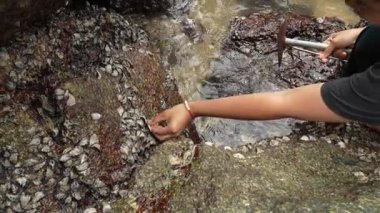 Kadın eli, deniz kıyısındaki ıslak kayalardan kabuklu deniz hayvanlarını temizler. El yapımı deniz ürünleri, doğal beslenme ve kıyı yaşam tarzı konsepti