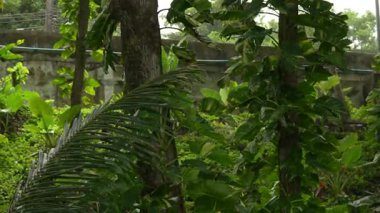 Bereketli bitkiler ve rüzgarda sallanan ağaçlarla dolu yoğun tropikal yeşillikler, canlı bitkilerle dolu doğal yağmur ormanları.