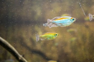 Küçük renkli balıklar akvaryumda zarifçe yüzüyorlar. Bu büyüleyici fotoğraf canlı bir su dünyasının dingin güzelliğini yakalar. Küçük renkli balıklar zarif bir şekilde suda süzülür.