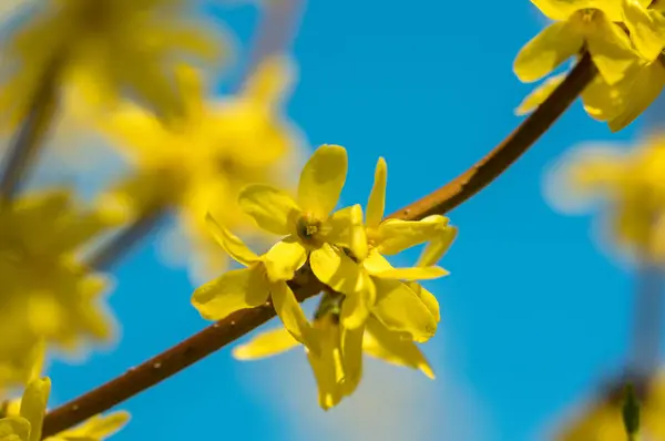 stock image Yellow flower blossoms on a branch in spring. This enchanting photo captures the vibrant beauty of yellow flower blossoms as they adorn a branch during the delightful season of spring, painting a