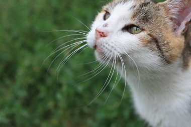 Mutlu kedi lezzetli bir ziyafet bekliyor. Bu yürek ısıtan stok fotoğrafı mutlu bir kedinin saf zevkini yakalar. Lezzetli bir ziyafeti hevesle bekler, gözleri heyecanla parlar ve neşe verir.