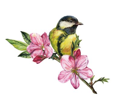 Bahar sarısı suluboya kuş kiraz çiçeği dalında, el yapımı resim beyaz arka planda