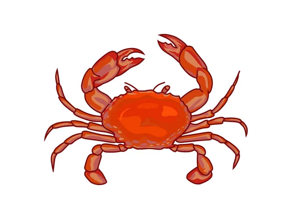 Red Crab Vector Hand Drawing Isolated White — Stock Vector